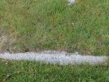 image of grave number 485066